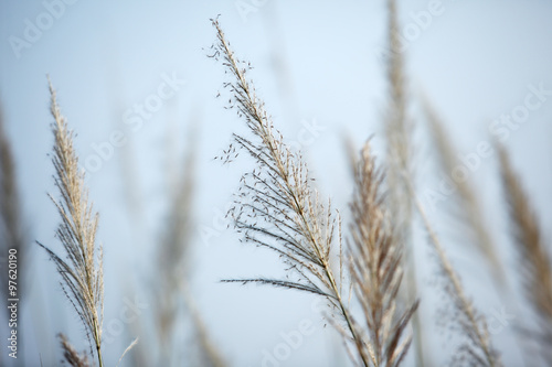 white reeds grass