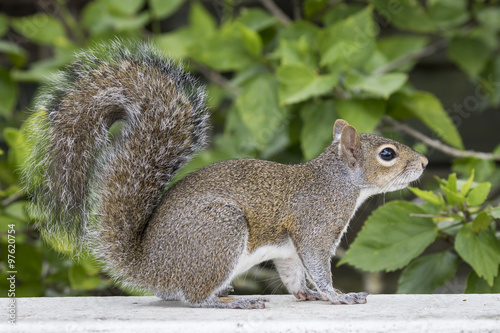 Eastern Gray Squirrel on a Deck Railing - Florida