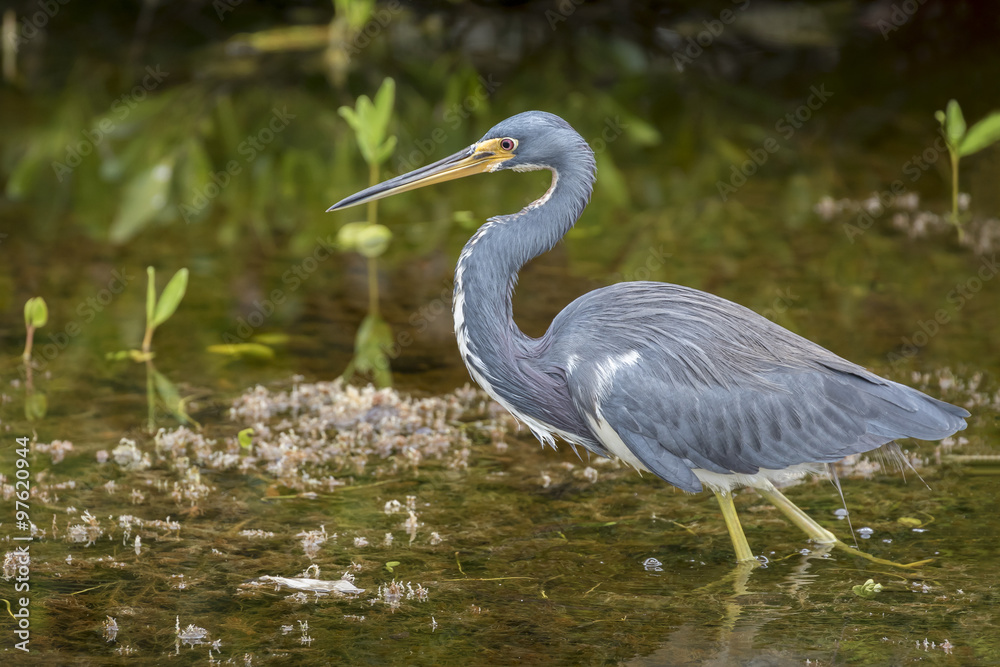 Fototapeta premium Tricolored Heron - Merritt Island, Florida