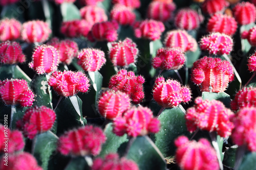 colorful cactus as background.
