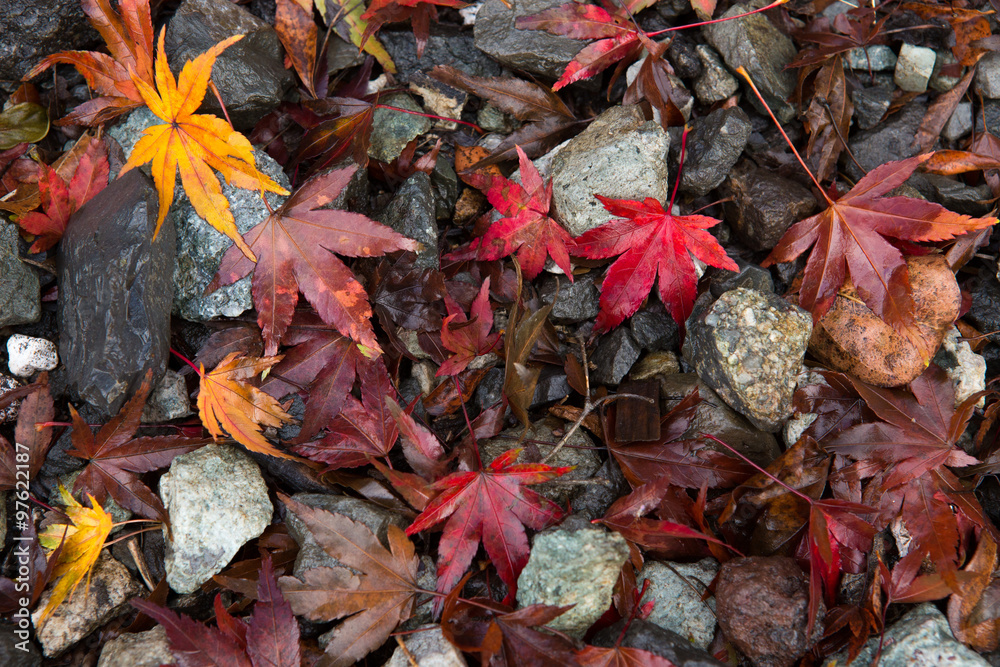 Red maple leaf fall on rock pathway in autumn