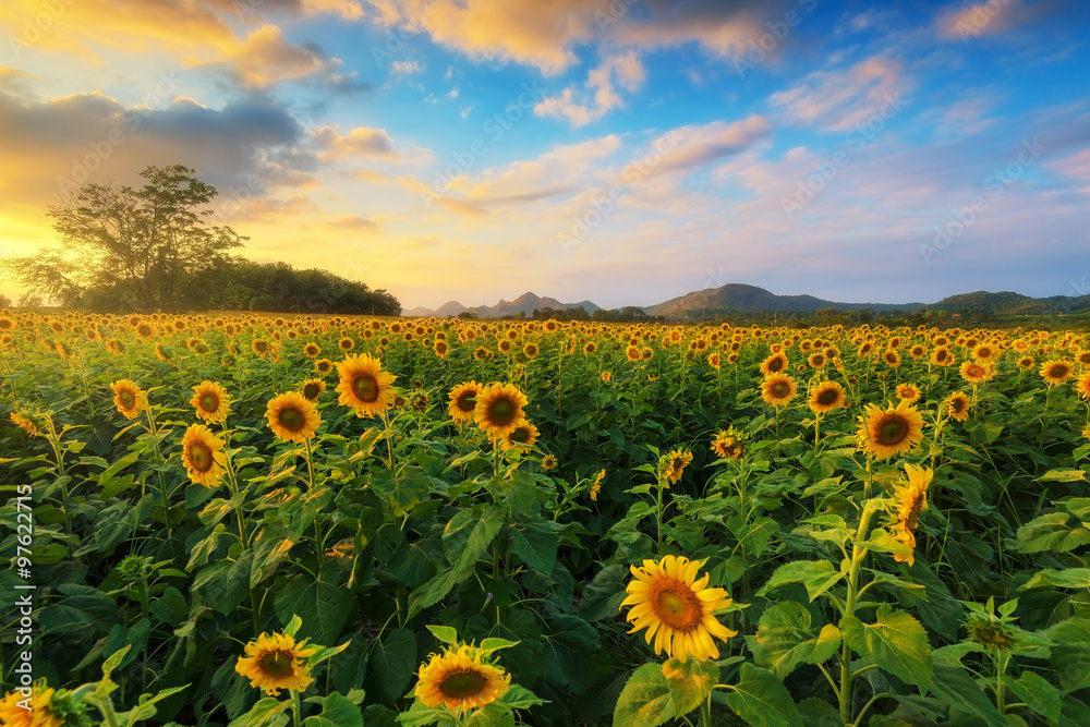 Obraz premium Sunflower field with sunshine