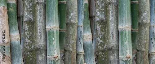 Obraz  z motywem Green bamboo wall texture background