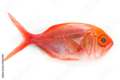 Red palometa fish on white background