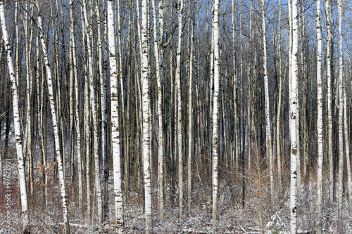 Trembling Aspen (Populus tremuloides) in Winter