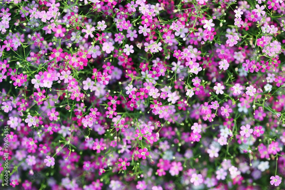 colorful gypsophila flower