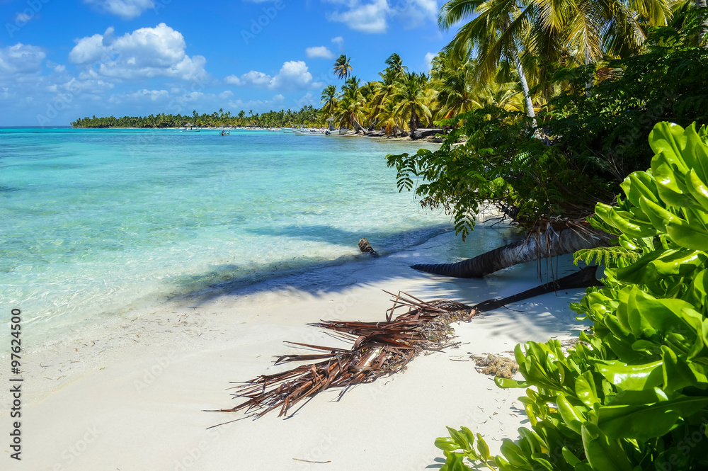 Sandy Caribbean Beach with Coconut Palm Trees, Clear Water and Blue Sea in Dominican Republic