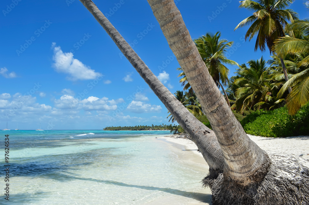 Sandy Caribbean Beach with Coconut Palm Trees, Clear Water and Blue Sky