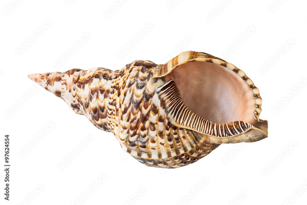 Shell, Conch Shell, Queen Conch. Isolated on white.