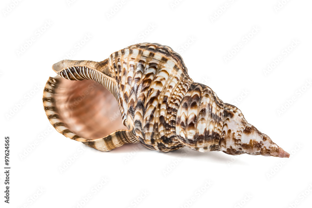 Shell, Conch Shell, Queen Conch. Isolated on white. Shell, Conch Shell, Queen Conch. Isolated on white.