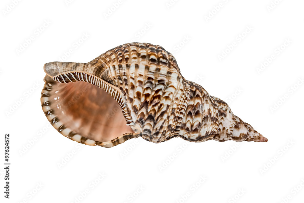Marine Sea Shell. Isolated on white background.