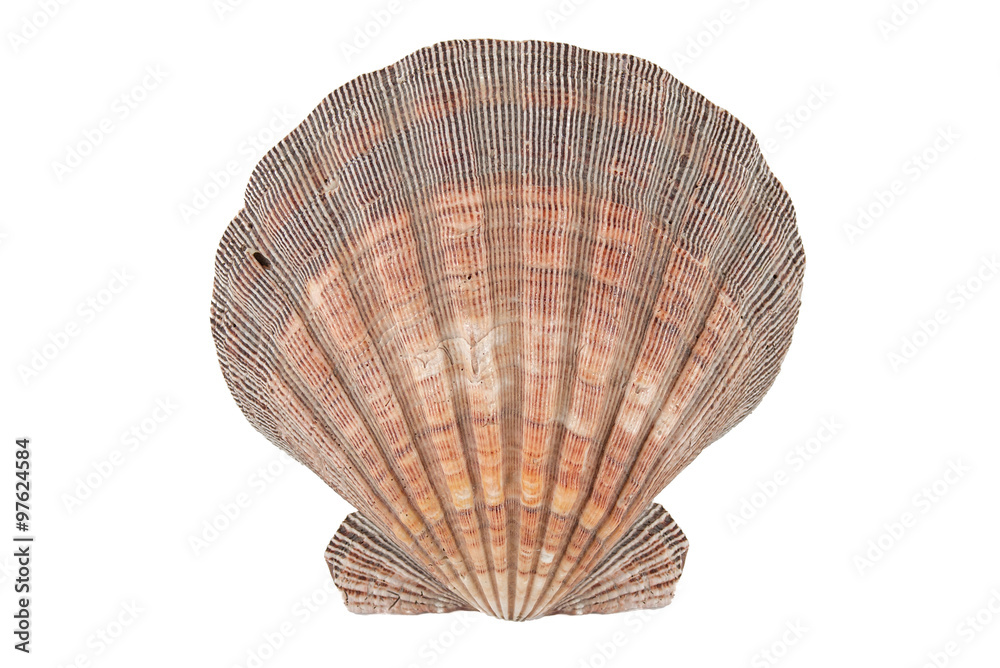 Close up of ocean shell isolated on white background