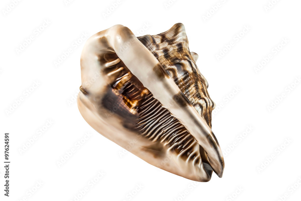 Marine Sea Shell. Isolated on white background.