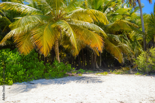 Obraz na płótnie Coconut Palm Tree On The Tropical Sandy Beach in Dominican Republic w salonie