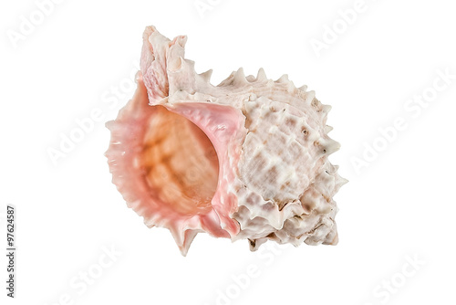 Obraz na płótnie Marine Sea Shell. Isolated on white background. w salonie