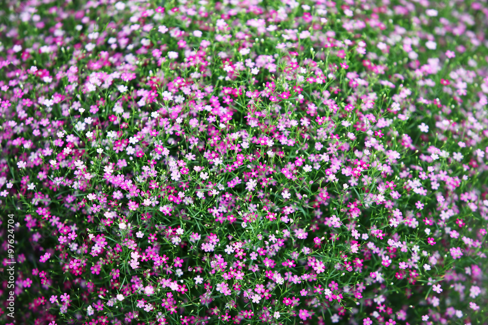 Naklejka premium gypsophila flower