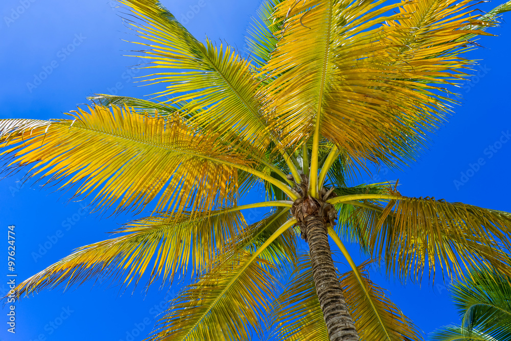 Coconut Palm Tree at the Sky, Dominican Republic
