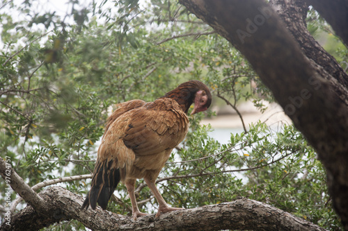 Photos A Hen on a Tree at a Beach in Koh Tao, Thailand
