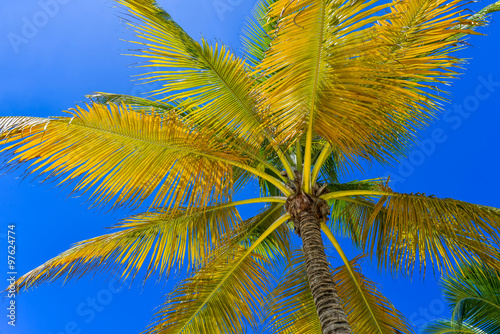 Obraz na płótnie Coconut Palm Tree at the Sky, Dominican Republic w salonie
