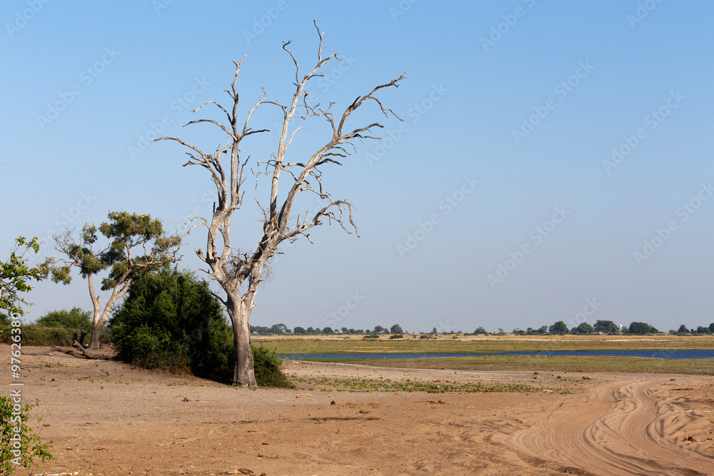 Obraz premium wild african landscape, Chobe national park