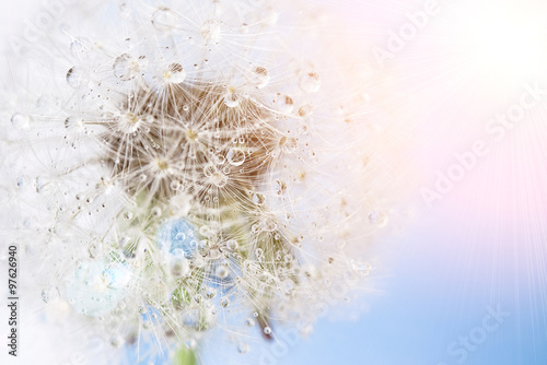 dandelion macro