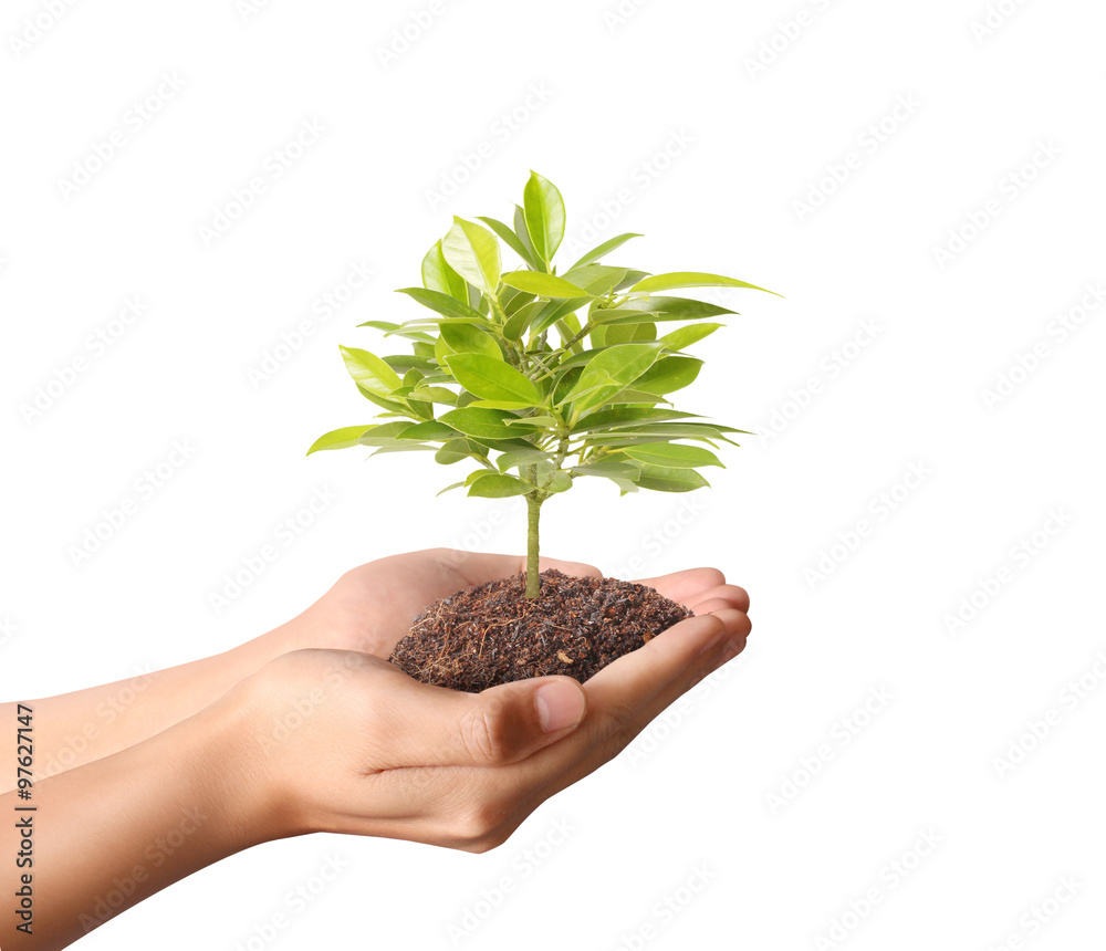 holding green plant in hand