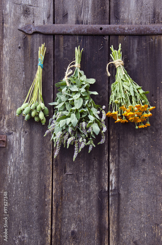 Bundles of medical herbs hanged on antique ranch door