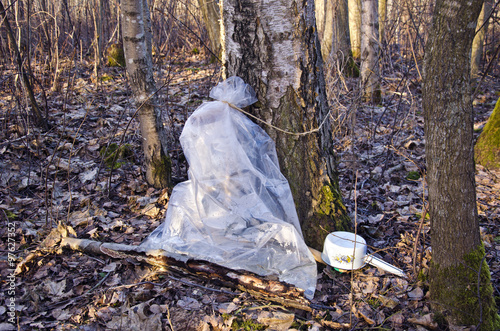 Birch tree sap collection in a plastic bag