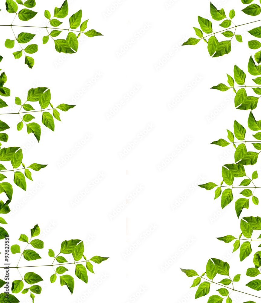 nature fram from green leaves on white background. isolated