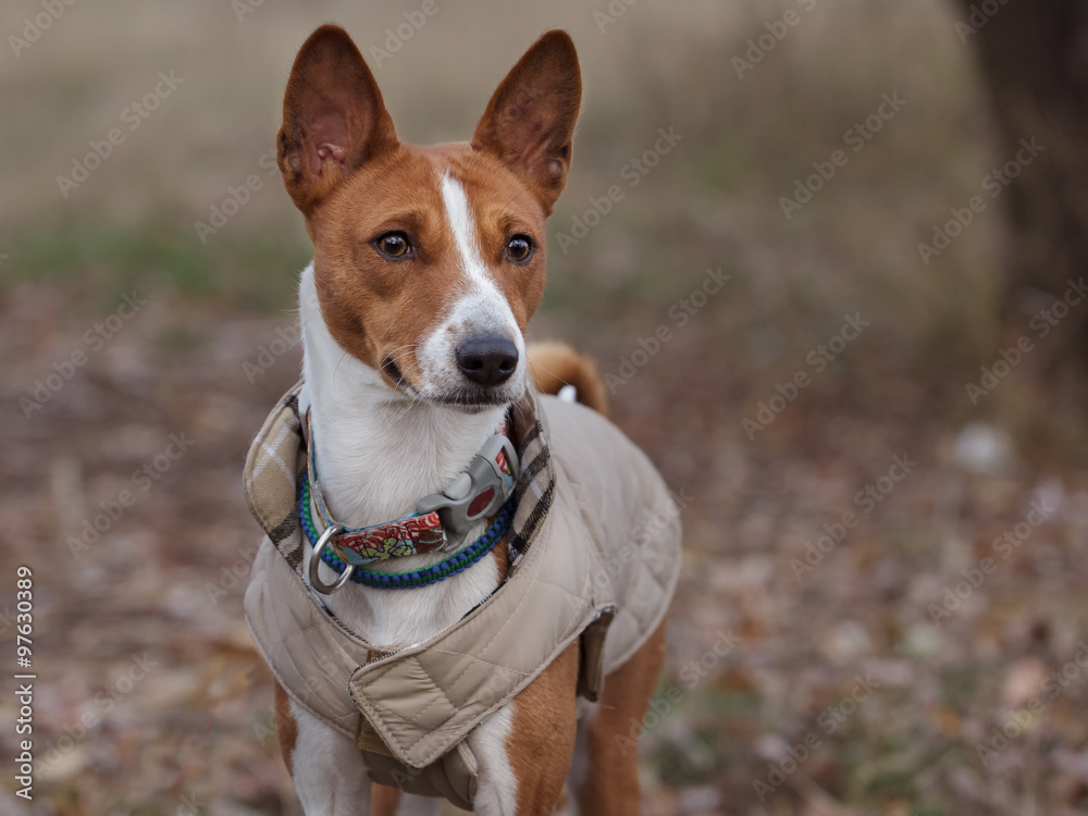 Portrait of a Basenji dog in winter clothes