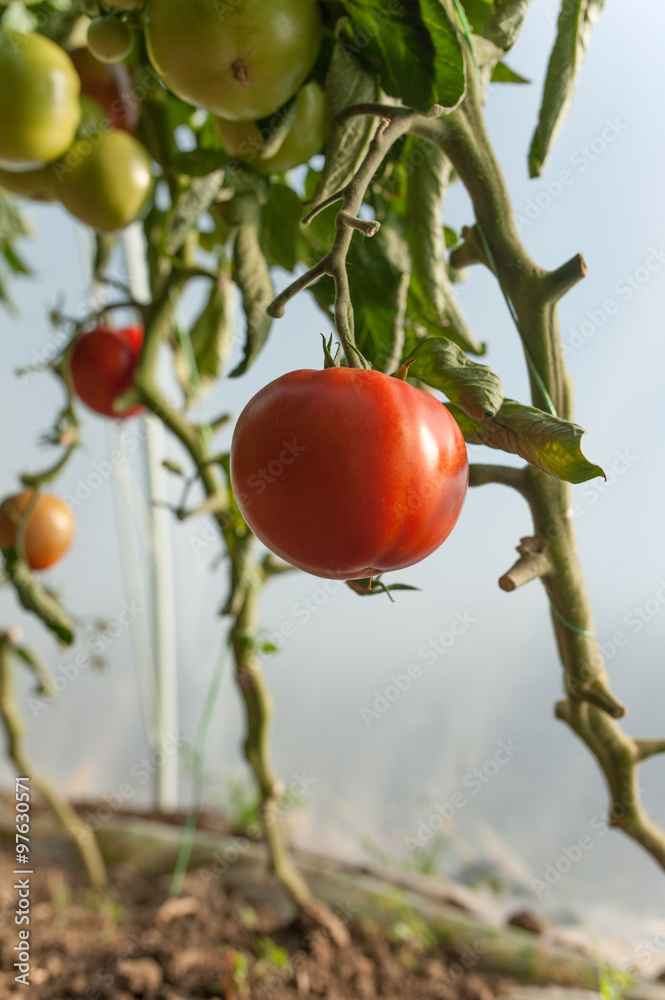 tomatoes 8