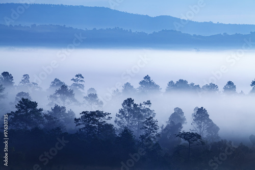 Fog in forest at Khao-kho Phetchabun,Thailand