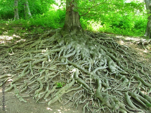 many big long crooked roots of and old beech tree at Hukvaldy photo