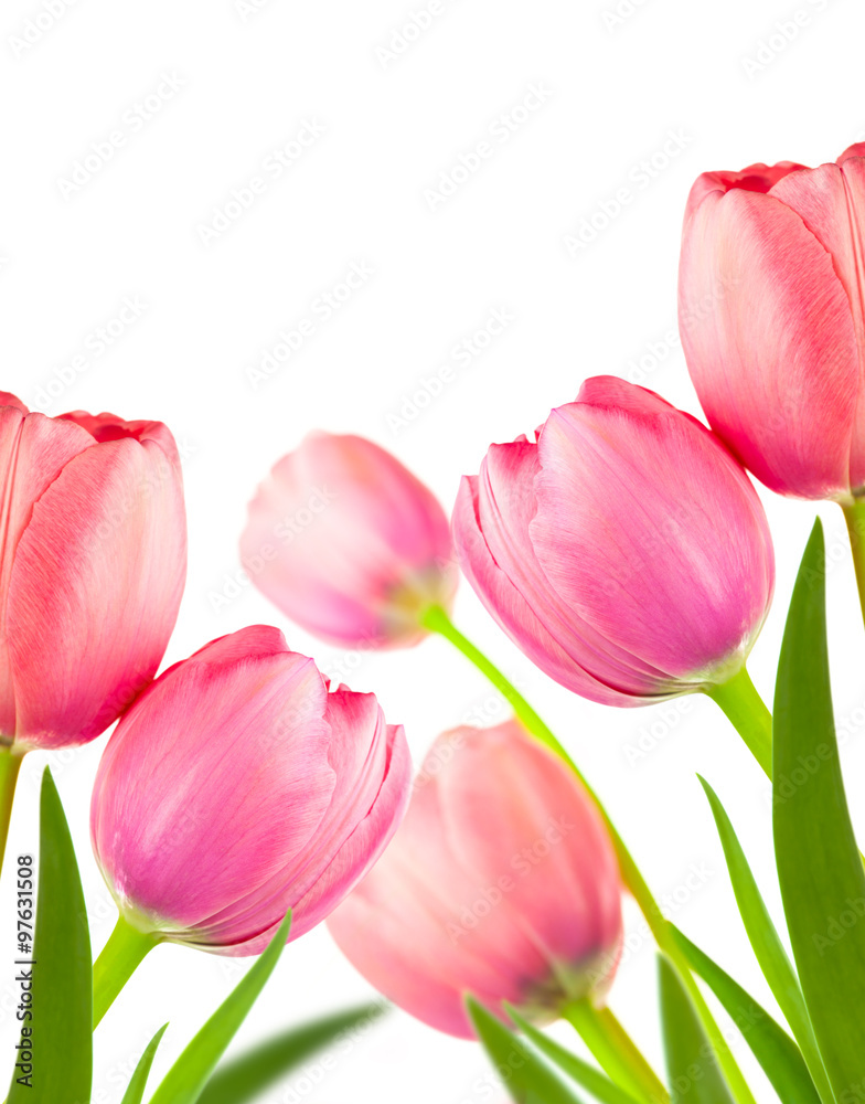 Obraz premium Beautiful Spring Tulips for holiday background, isolated on