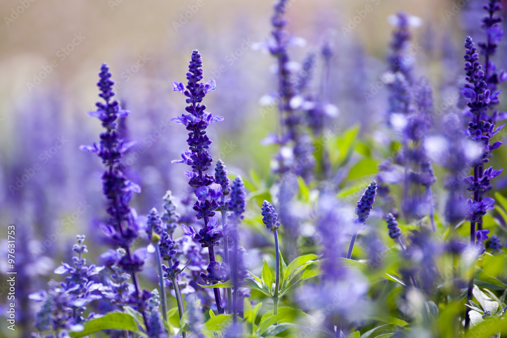 Obraz premium lavender flowers