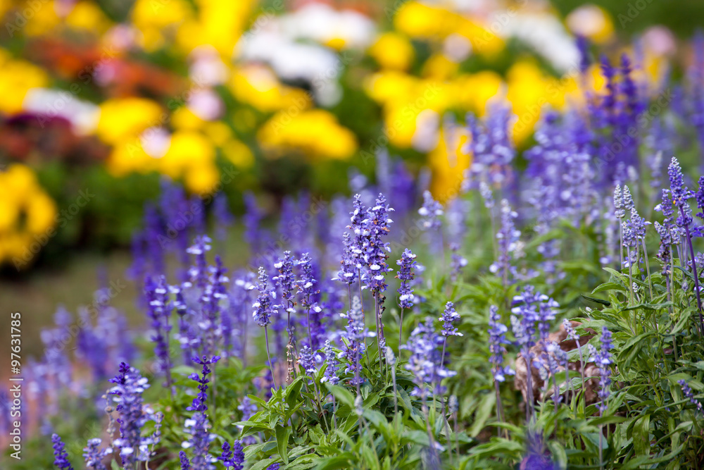 lavender flowers (Close-up)