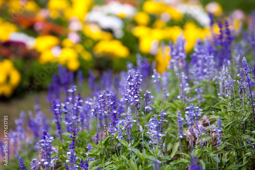 lavender flowers (Close-up) © sripfoto