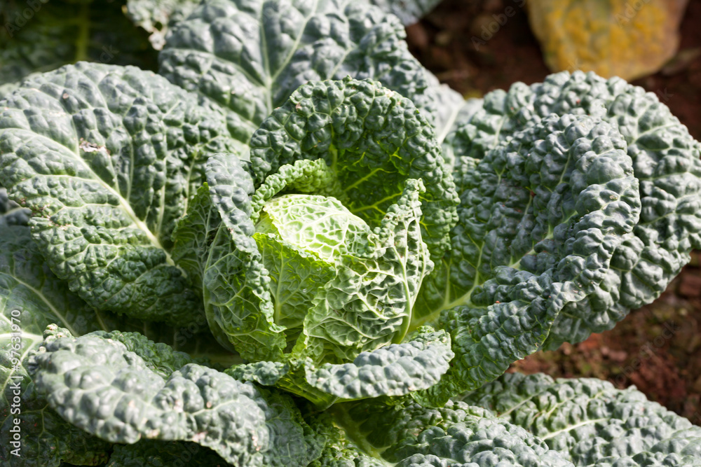 Savoy cabbage super food Savoy cabbage super food
