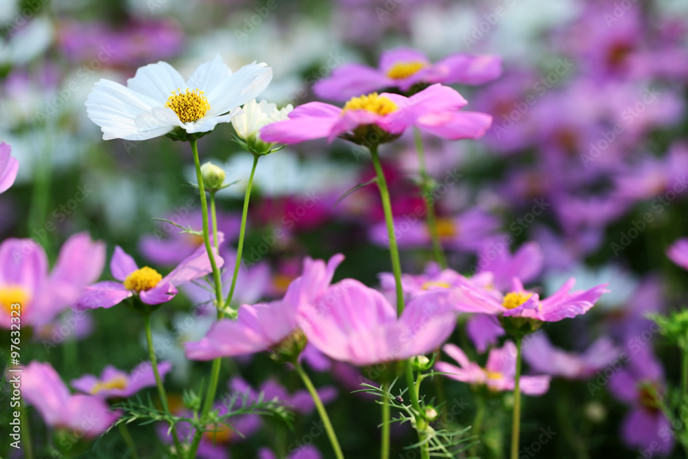 colorful cosmos flower