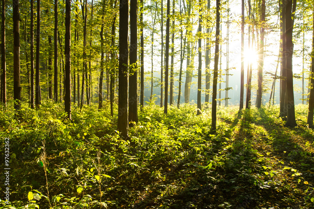 Fototapeta premium forest trees