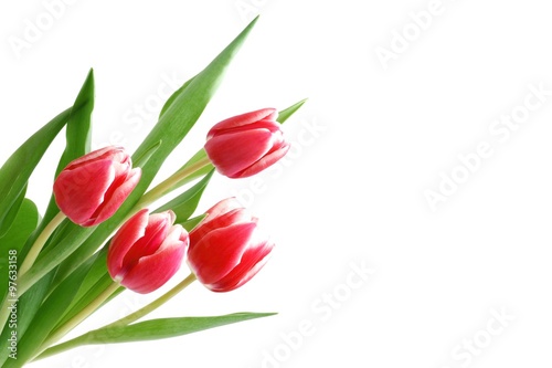 Blumen zum Valentinstag, Tuplen