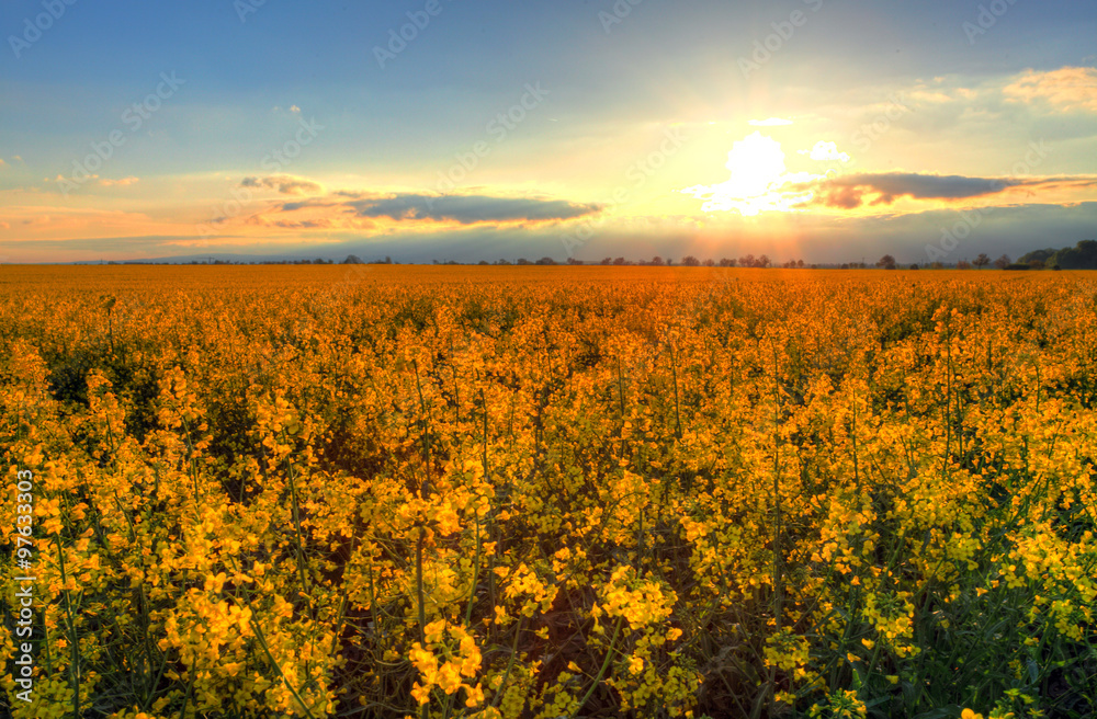 Sunset over rapeseed field