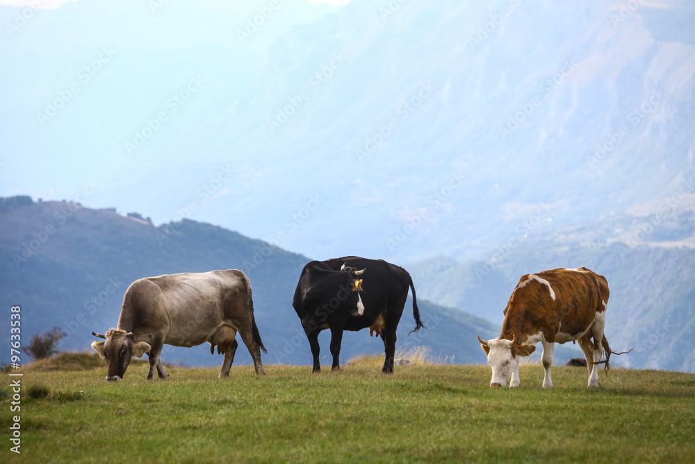 Fototapeta premium Cows on a field