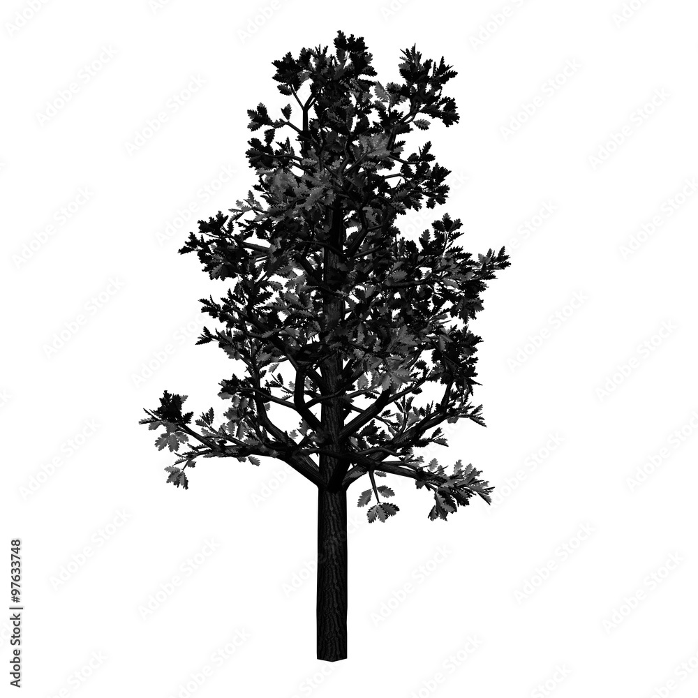 Fototapeta premium Tree
