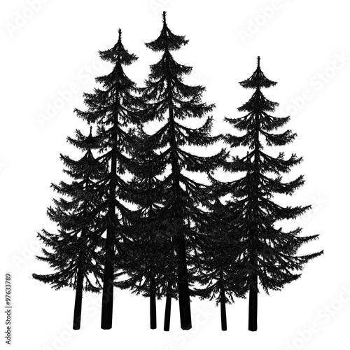 Pine