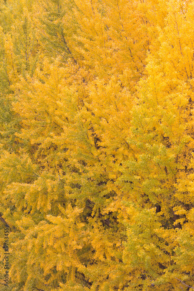 Fototapeta premium 黄葉したイチョウの木