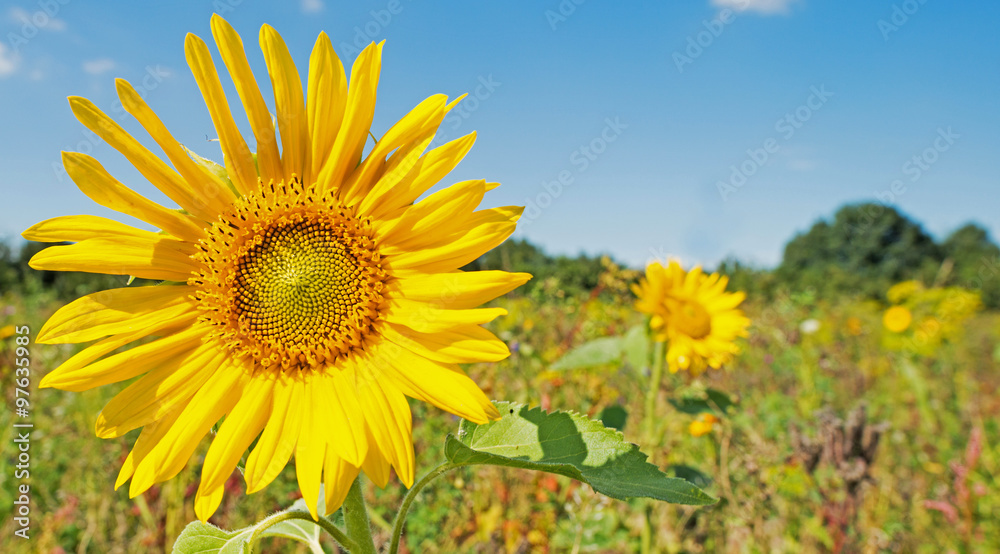 Sunflower in a field in summer Sunflower in a field in summer