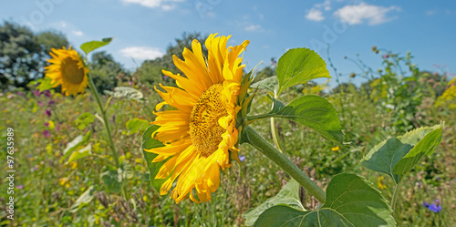 Sunflower in a field in summer