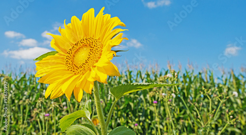 Sunflower in a field in summer