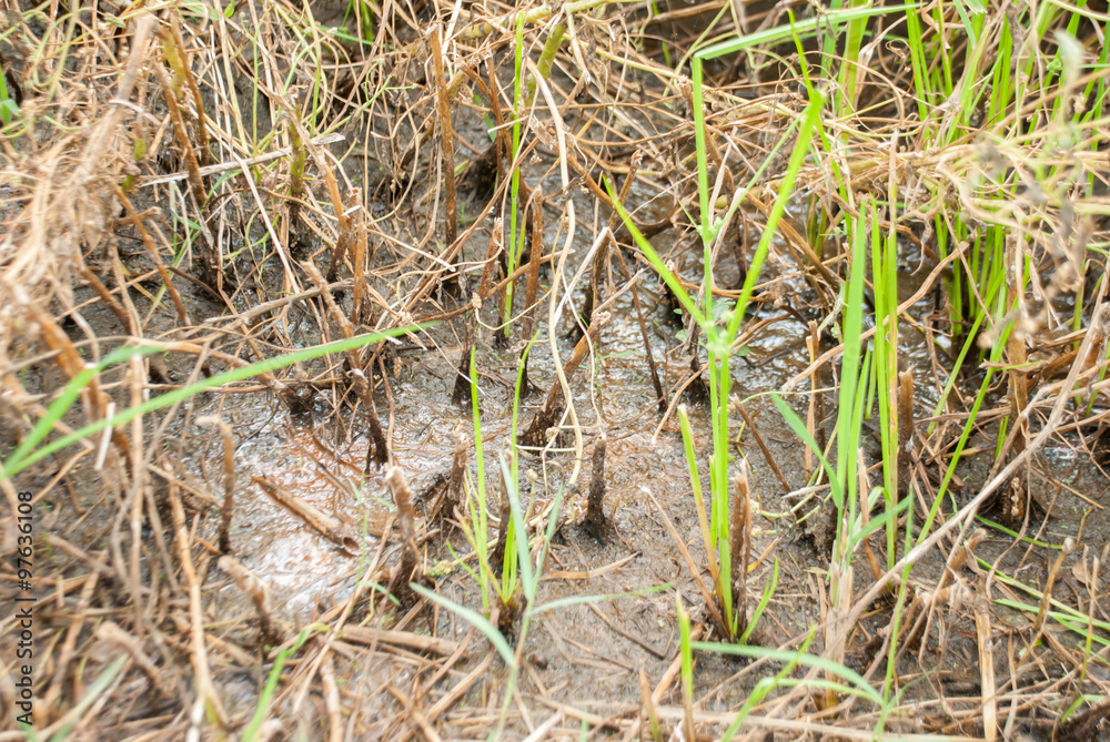 The rice straw and mud in background The rice straw and mud in background